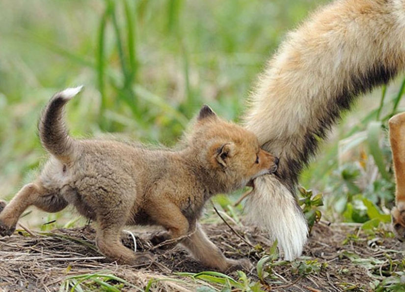 Animales bebés en fotografías.