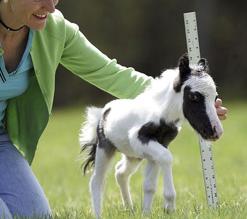 Animales bebés en fotografías.