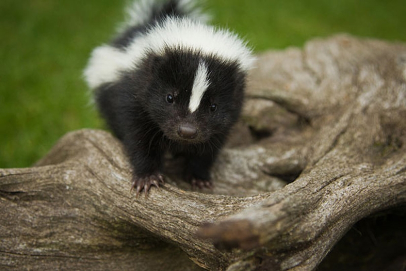 Animales bebés en fotografías.