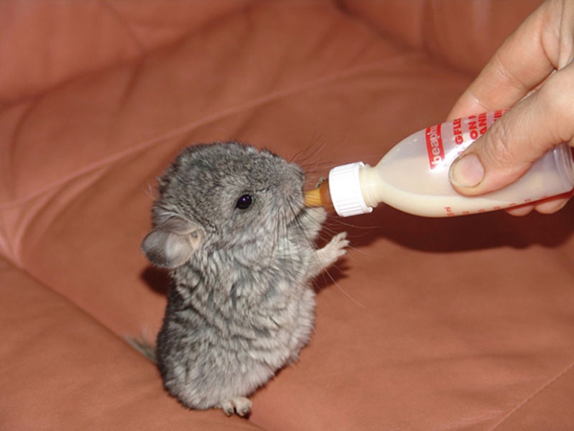 Animales bebés en fotografías.