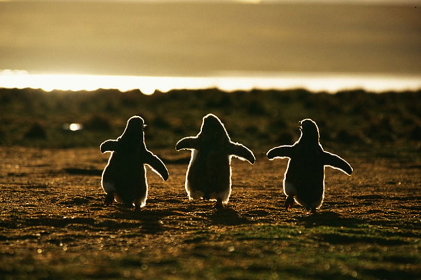 Animales bebés en fotografías.