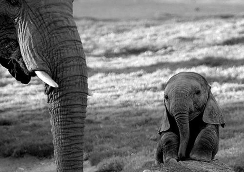 Animales bebés en fotografías.