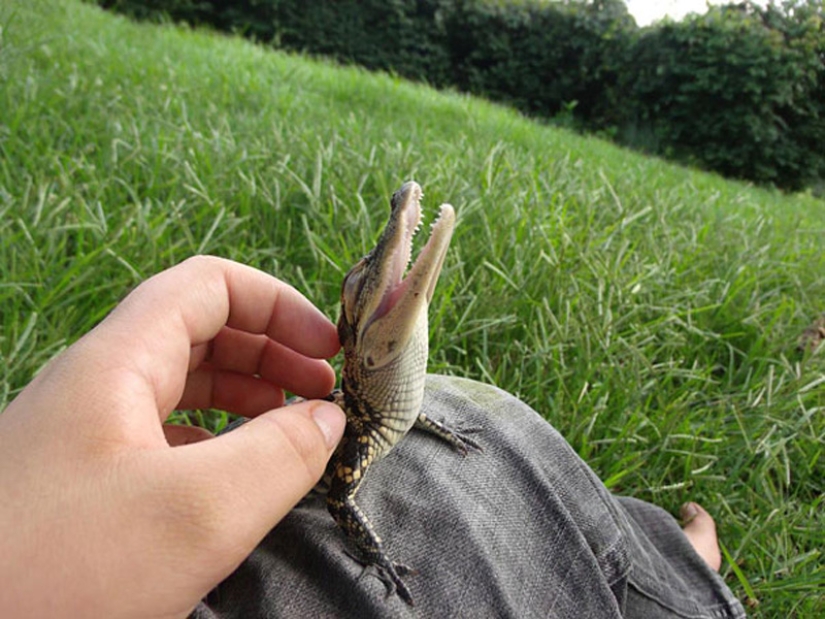 Animales bebés en fotografías.