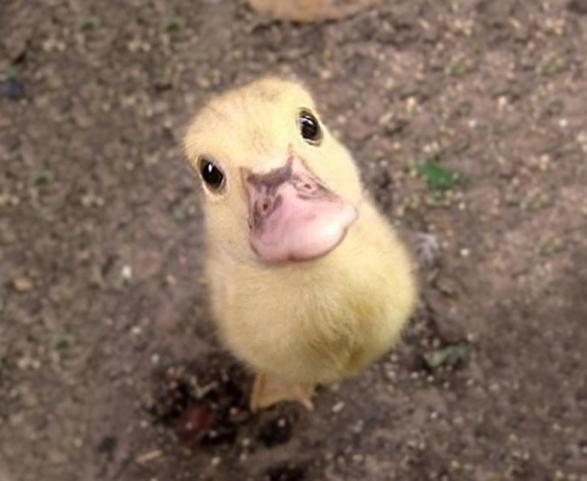 Animales bebés en fotografías.
