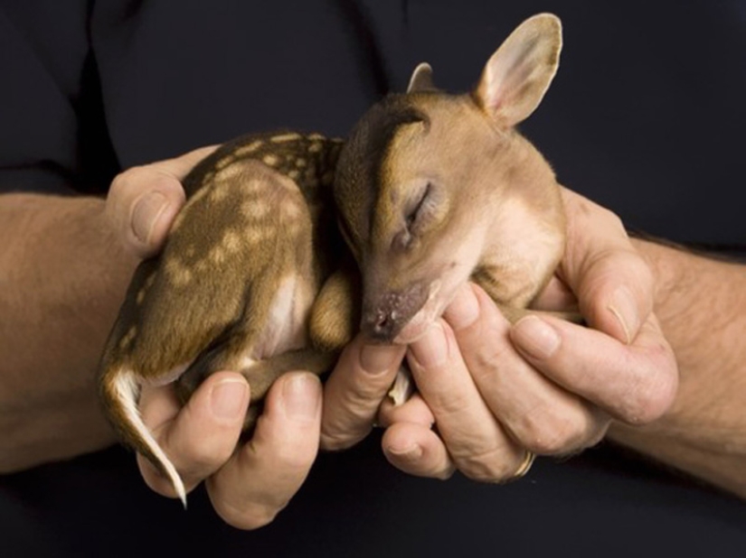 Animales bebés en fotografías.