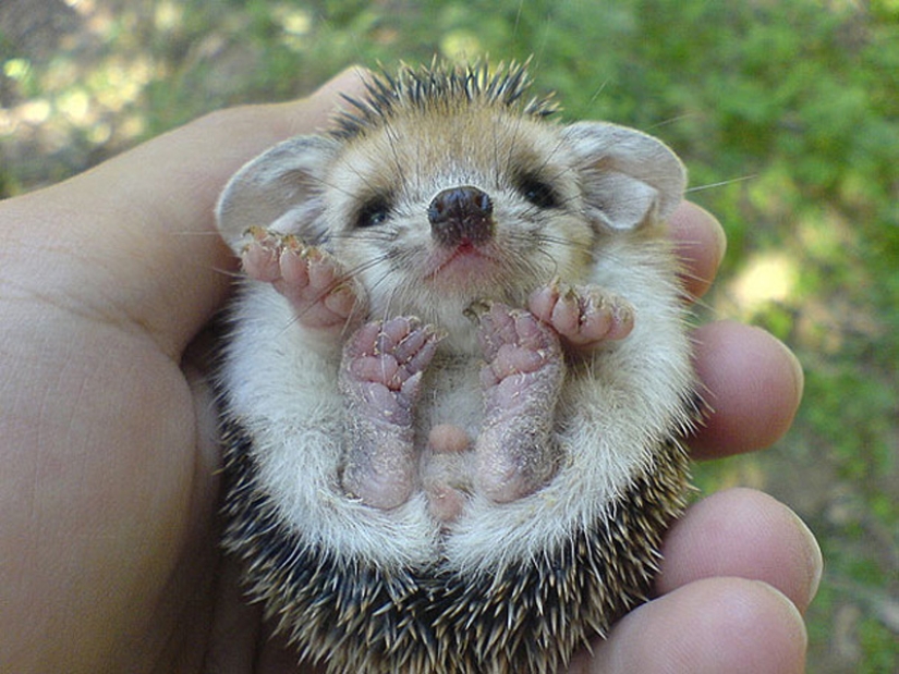 Animales bebés en fotografías.