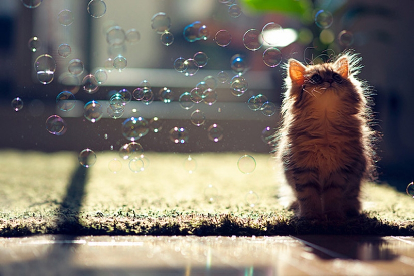 Animales bebés en fotografías.