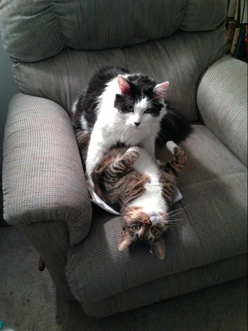 Animals caught in the crime and claimed that this is not what it seems Animals caught in the crime and claimed that this is not what it seems