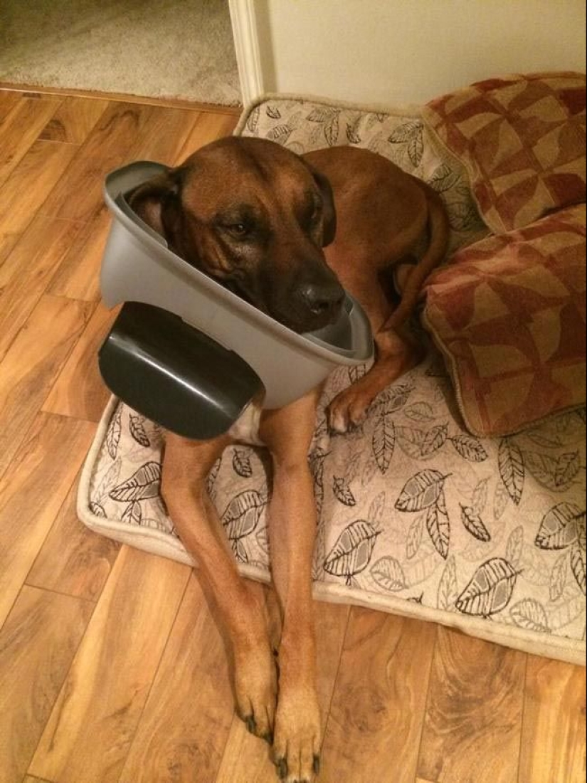 Animals caught in the crime and claimed that this is not what it seems Animals caught in the crime and claimed that this is not what it seems