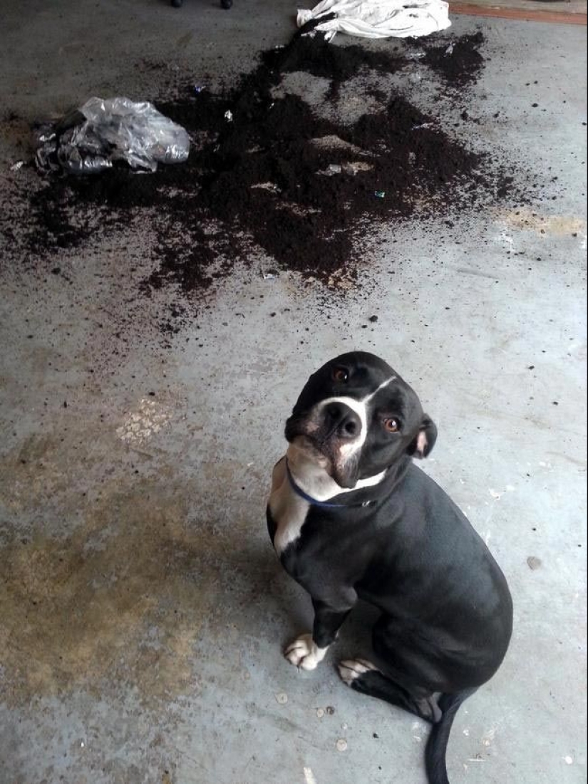 Animals caught in the crime and claimed that this is not what it seems Animals caught in the crime and claimed that this is not what it seems