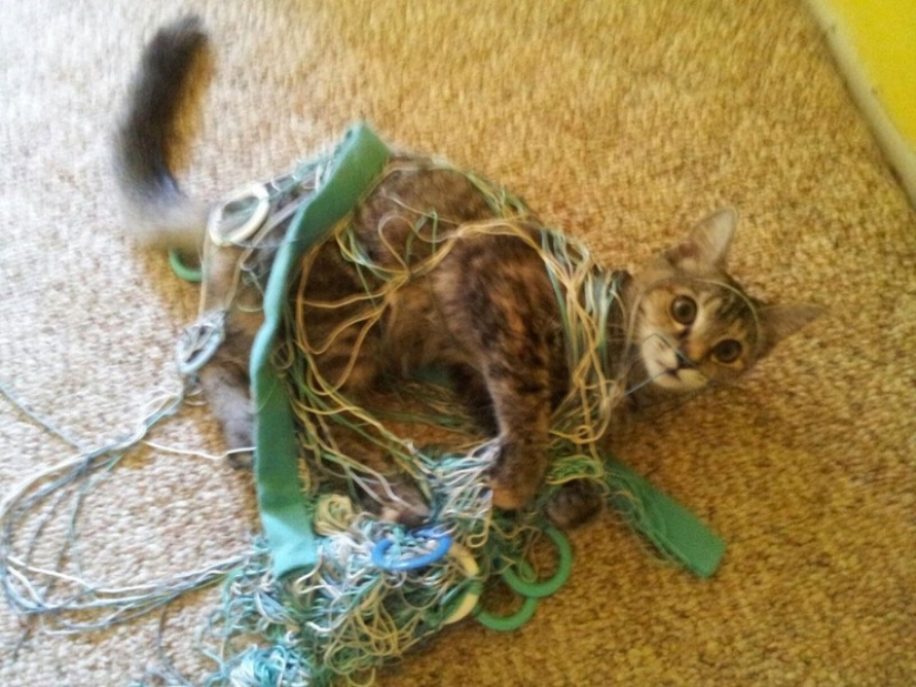 Animals caught in the crime and claimed that this is not what it seems Animals caught in the crime and claimed that this is not what it seems