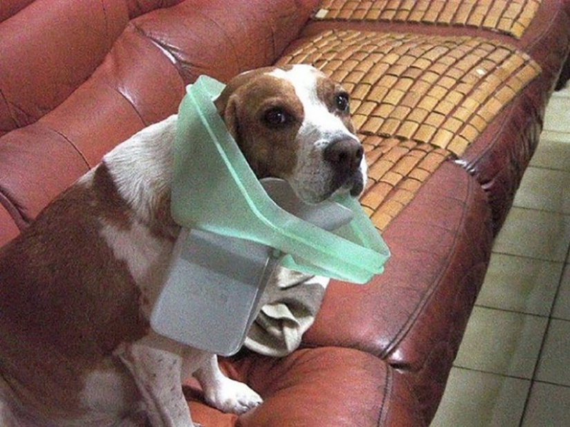 Animals caught in the crime and claimed that this is not what it seems Animals caught in the crime and claimed that this is not what it seems