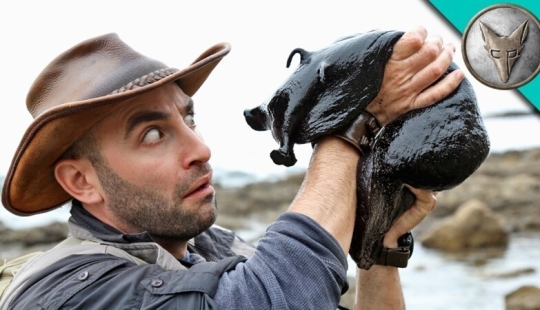 Aplysia vaccaria, the largest slug in the world Aplysia vaccaria, the largest slug in the world