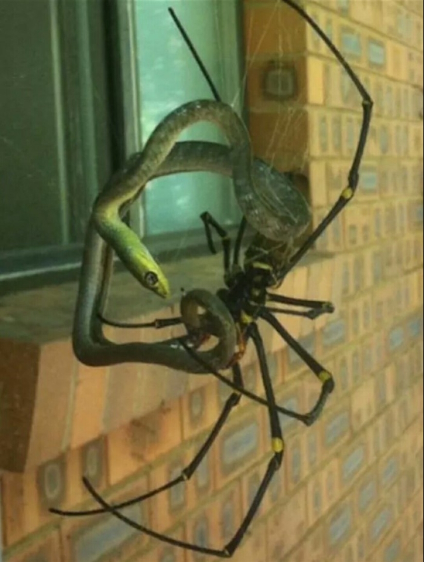 Australia es un continente mortal