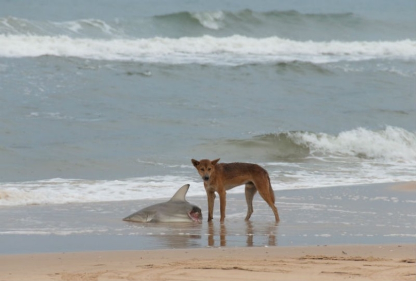 Australia es un continente mortal