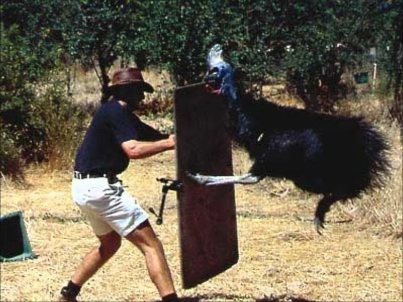 Australia is a deadly continent