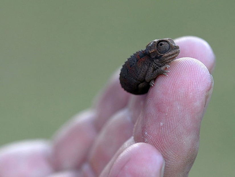 Baby animals in photographs