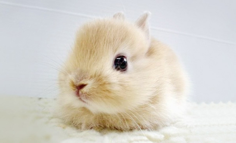 Baby animals in photographs