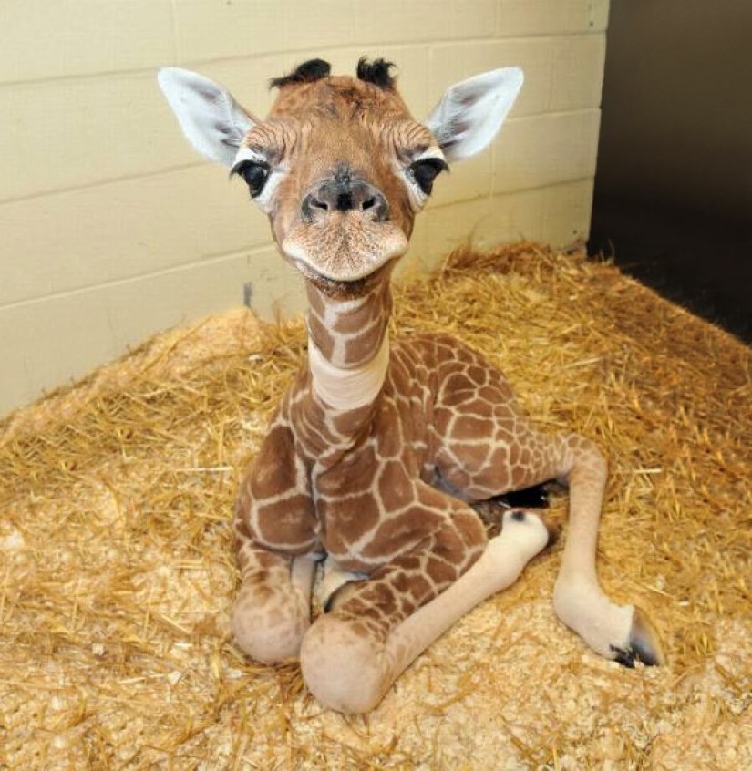 Baby animals in photographs