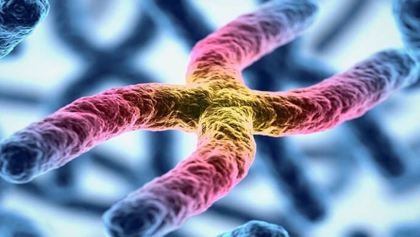 Beauty inside: a microbiologist from Ufa shows on Instagram the viruses and bacteria that live in us Beauty inside: a microbiologist from Ufa shows on Instagram the viruses and bacteria that live in us