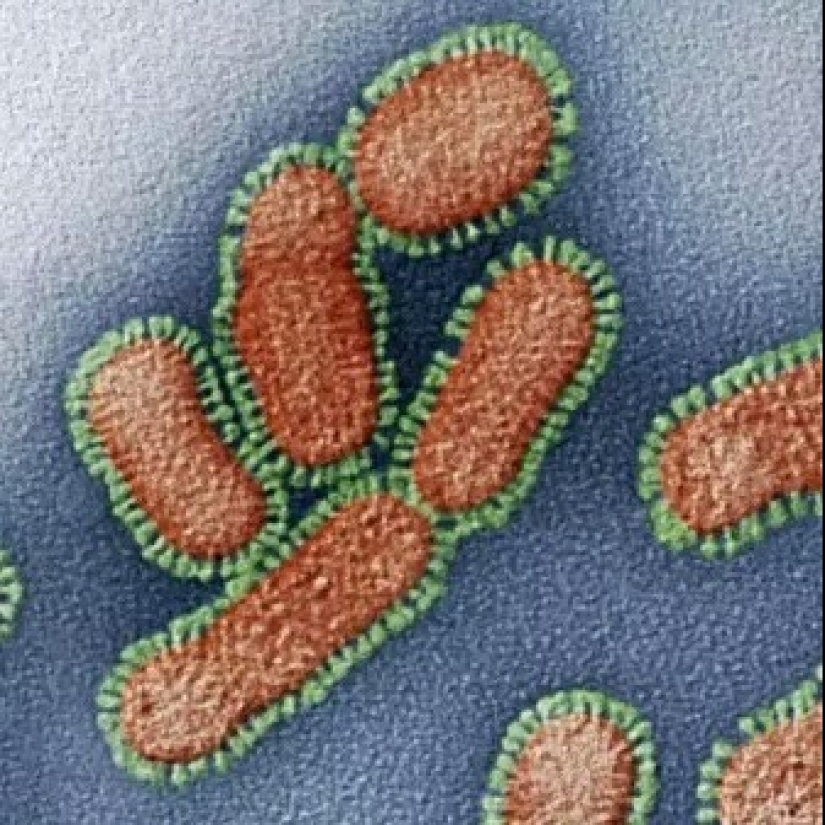 Beauty inside: a microbiologist from Ufa shows on Instagram the viruses and bacteria that live in us Beauty inside: a microbiologist from Ufa shows on Instagram the viruses and bacteria that live in us