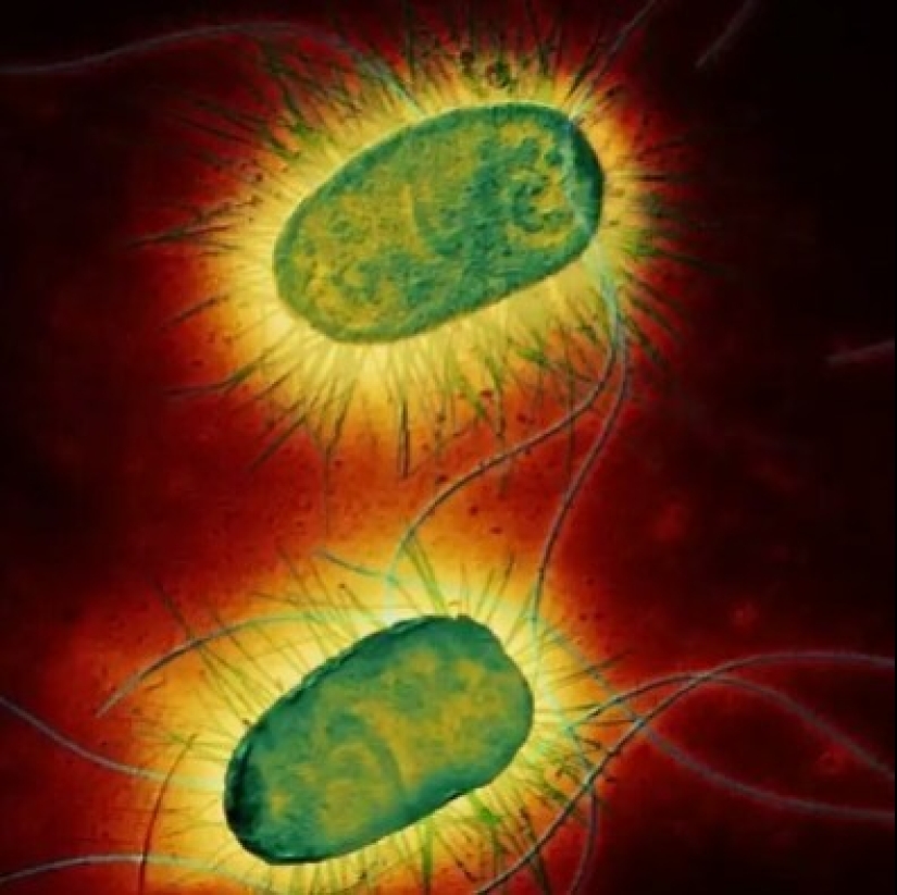 Beauty inside: a microbiologist from Ufa shows on Instagram the viruses and bacteria that live in us Beauty inside: a microbiologist from Ufa shows on Instagram the viruses and bacteria that live in us