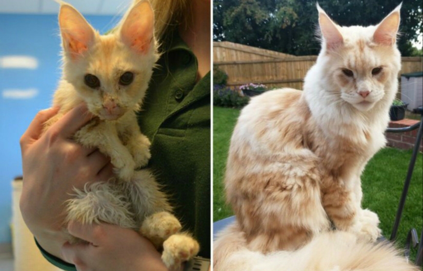 Before and After: 5 Inspiring Photo Stories of Animal Rescue Before and After: 5 Inspiring Photo Stories of Animal Rescue