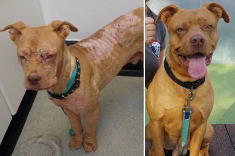 Before and After: 5 Inspiring Photo Stories of Animal Rescue Before and After: 5 Inspiring Photo Stories of Animal Rescue