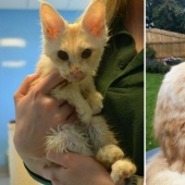 Before and After: 5 Inspiring Photo Stories of Animal Rescue Before and After: 5 Inspiring Photo Stories of Animal Rescue