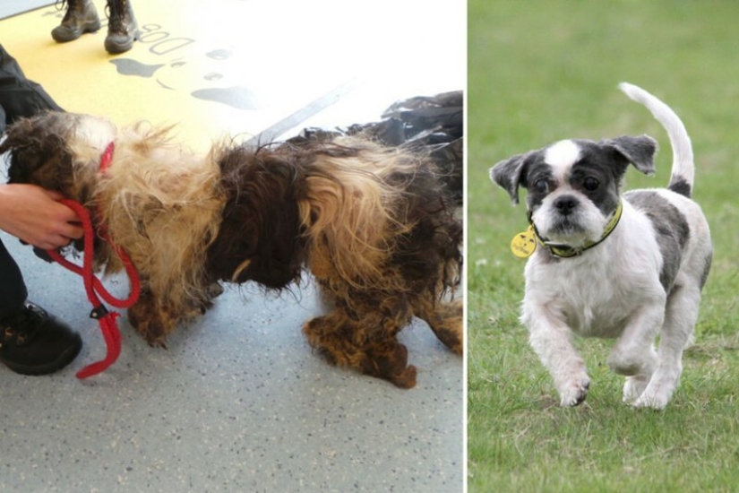 Before and After: 5 Inspiring Photo Stories of Animal Rescue Before and After: 5 Inspiring Photo Stories of Animal Rescue