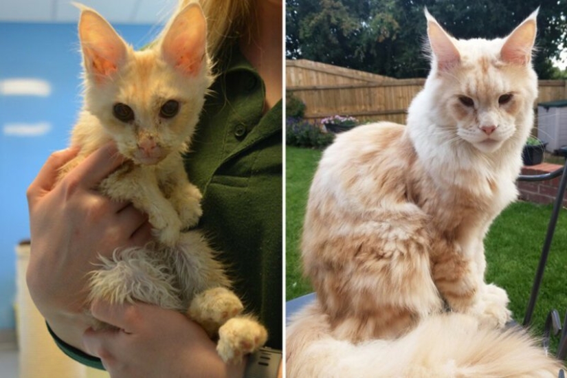 Before and After: 5 Inspiring Photo Stories of Animal Rescue Before and After: 5 Inspiring Photo Stories of Animal Rescue