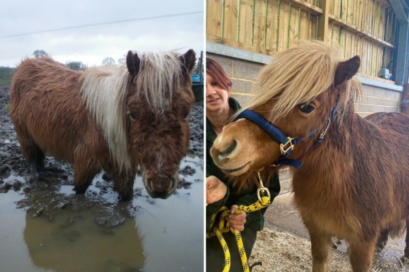 Before and After: 5 Inspiring Photo Stories of Animal Rescue Before and After: 5 Inspiring Photo Stories of Animal Rescue