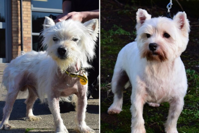 Before and After: 5 Inspiring Photo Stories of Animal Rescue Before and After: 5 Inspiring Photo Stories of Animal Rescue