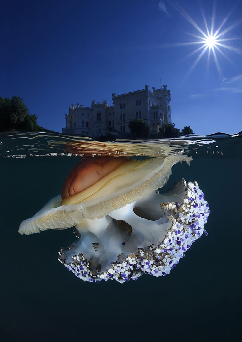 Between two worlds — these semi-underwater photos show what awaits you behind the screen of the water surface