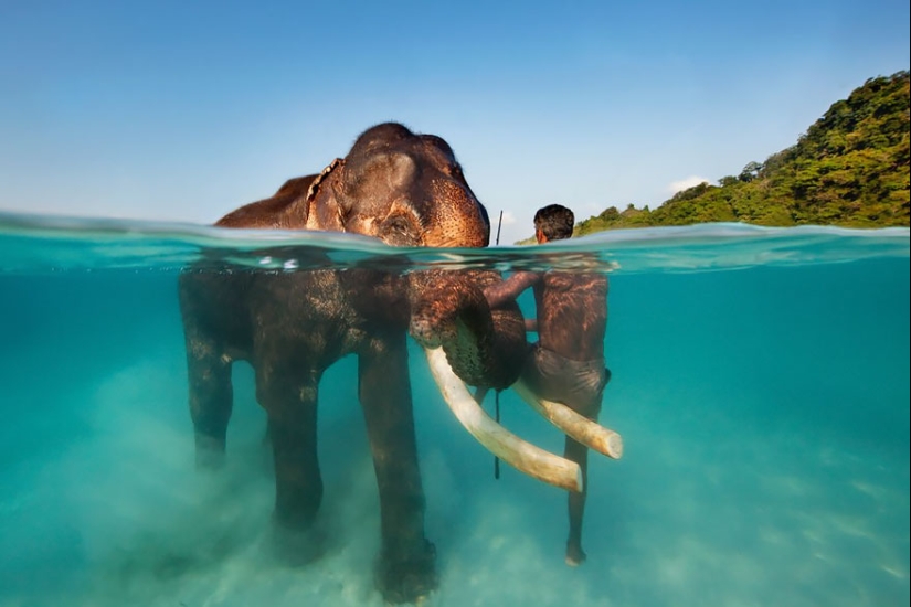 Between two worlds — these semi-underwater photos show what awaits you behind the screen of the water surface