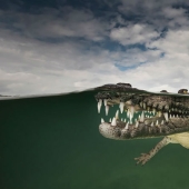 Between two worlds — these semi-underwater photos show what awaits you behind the screen of the water surface