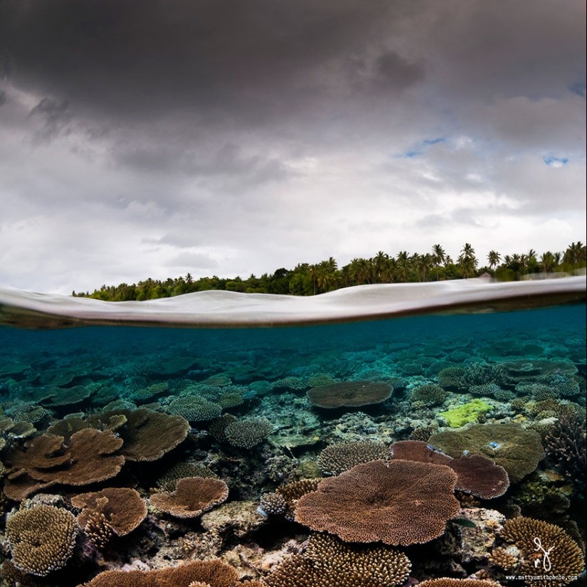 Between two worlds — these semi-underwater photos show what awaits you behind the screen of the water surface