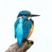 Birds Of Finland: 20 Stunning Images By Photographer Tom Nickels Birds Of Finland: 20 Stunning Images By Photographer Tom Nickels