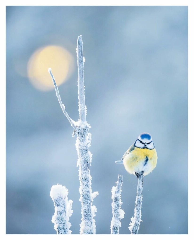 Birds Of Finland: 20 Stunning Images By Photographer Tom Nickels
