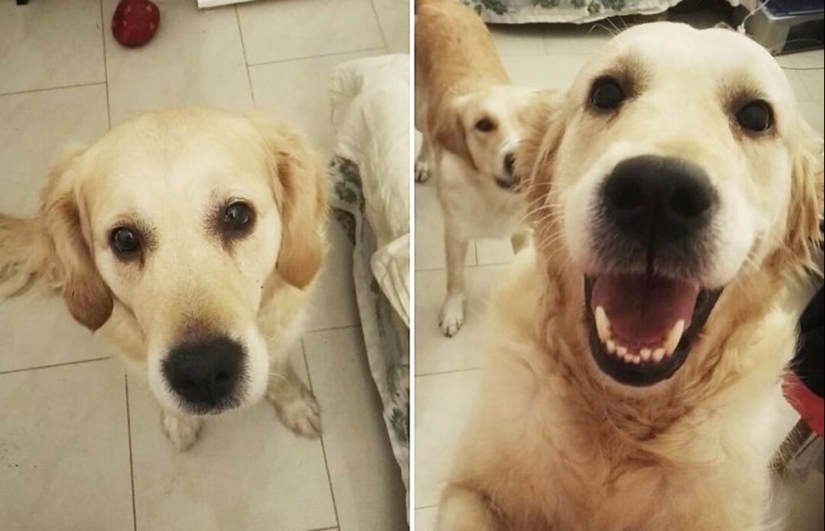 "Buen chico": los animales antes y después de las amables palabras que el maestro