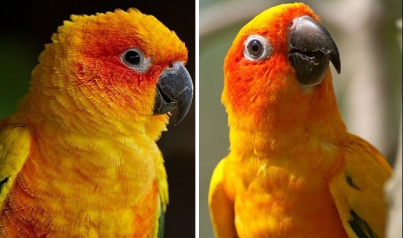 "Buen chico": los animales antes y después de las amables palabras que el maestro