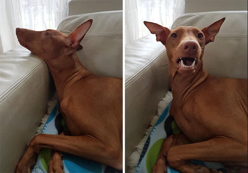"Buen chico": los animales antes y después de las amables palabras que el maestro