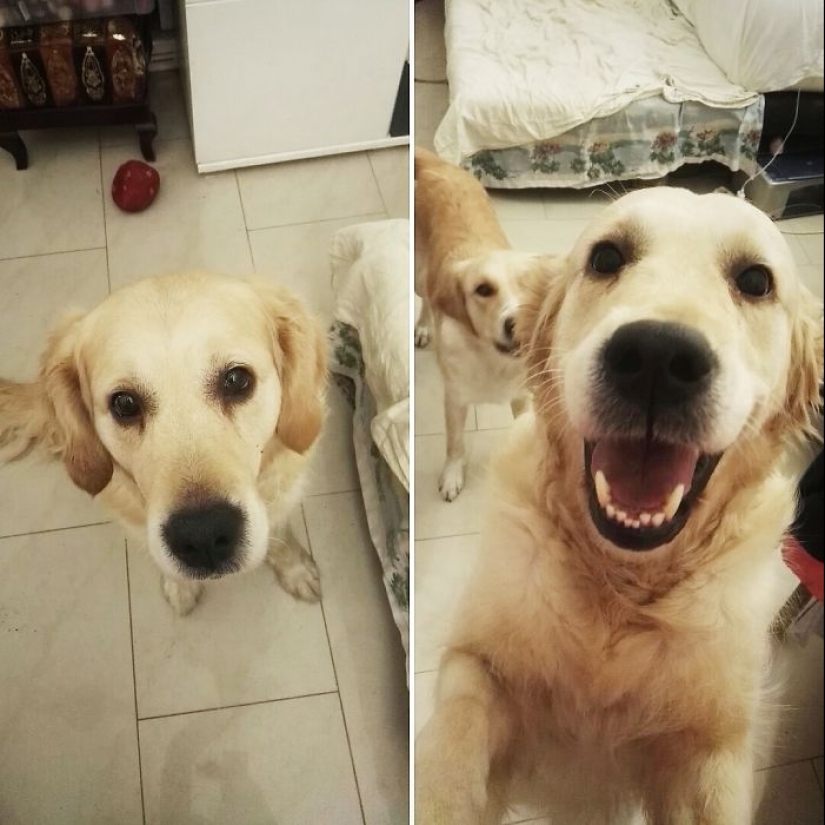 "Buen chico": los animales antes y después de las amables palabras que el maestro