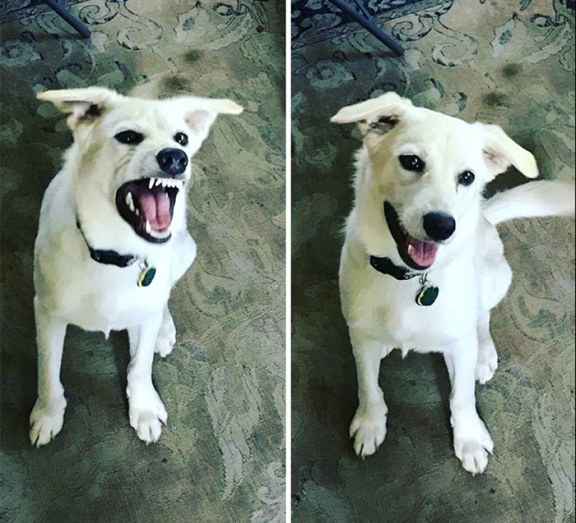 "Buen chico": los animales antes y después de las amables palabras que el maestro
