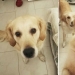 "Buen chico": los animales antes y después de las amables palabras que el maestro