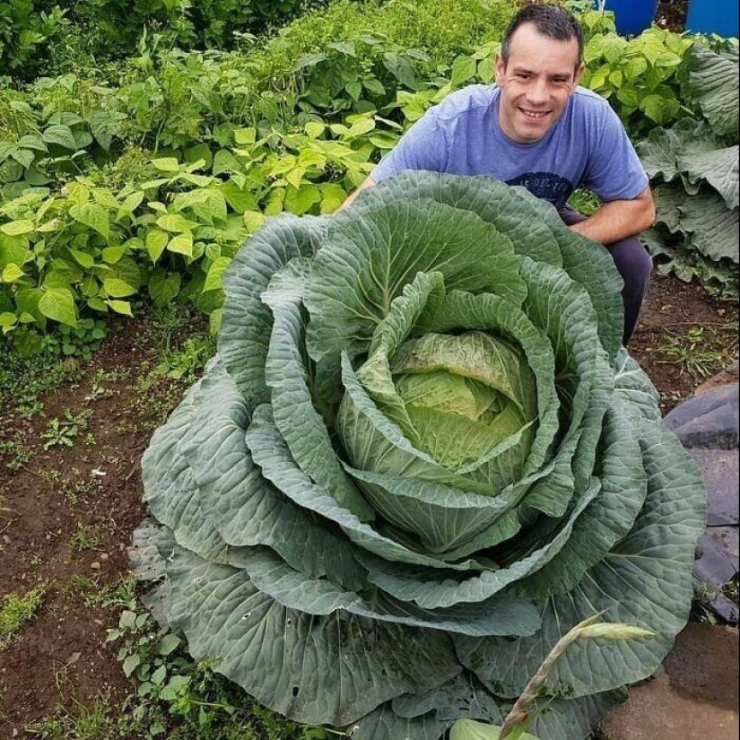 Bueno, ¡qué increíble! 35 gigantes de nuestro mundo Bueno, ¡qué increíble! 35 gigantes de nuestro mundo
