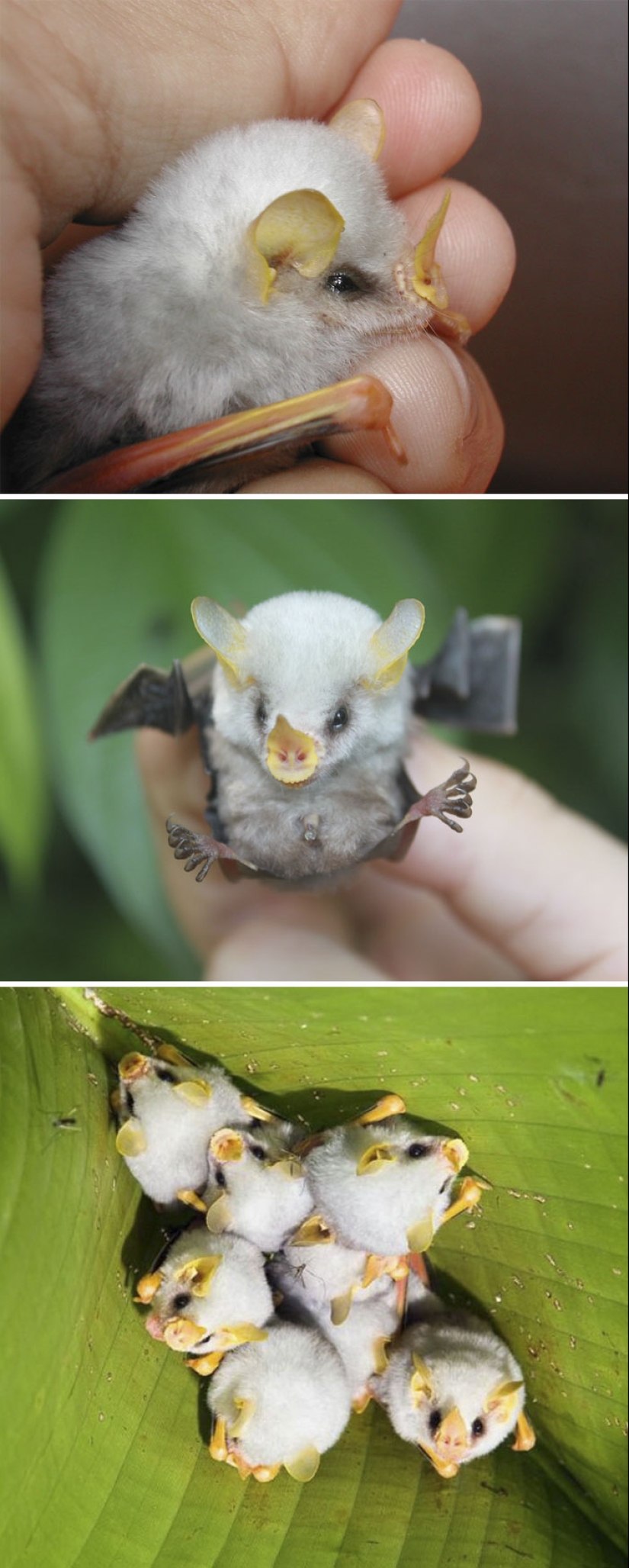 Cachorros de animales raros que apenas has visto Cachorros de animales raros que apenas has visto