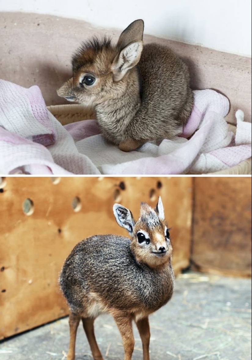 Cachorros de animales raros que apenas has visto Cachorros de animales raros que apenas has visto