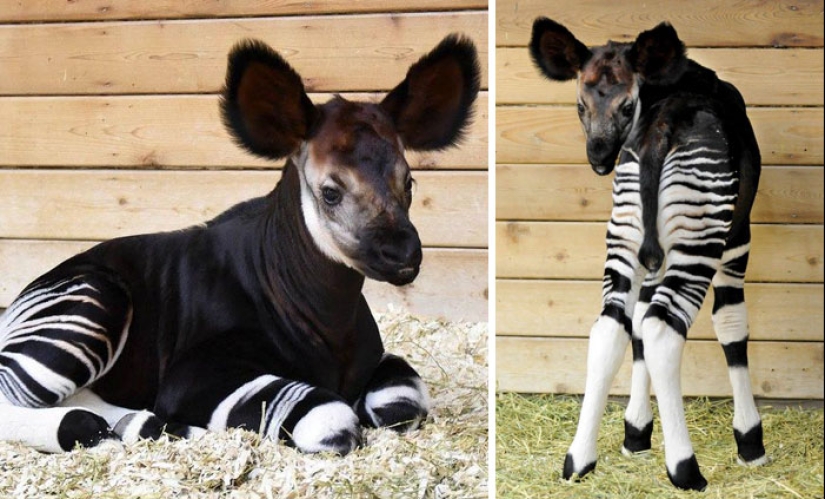Cachorros de animales raros que apenas has visto Cachorros de animales raros que apenas has visto