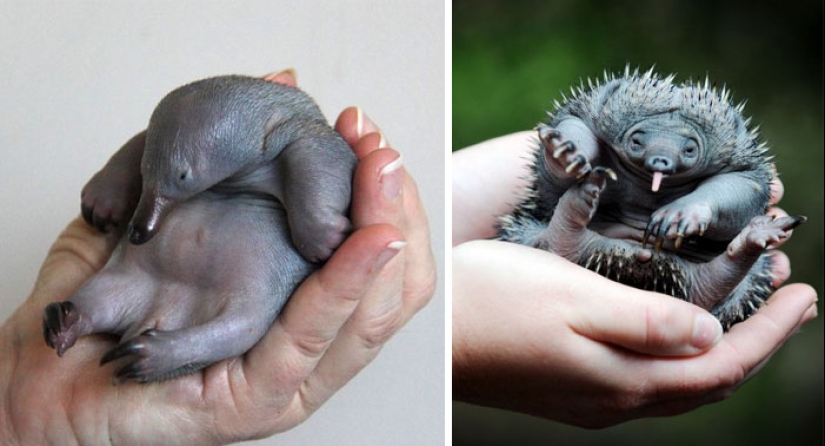 Cachorros de animales raros que apenas has visto Cachorros de animales raros que apenas has visto